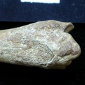 Tibia : partie distale (6587 visites) Vulpes vulpes - Jeune adulte - Élément droitCollection : Maison Méditerranéenne des Sciences de ... Tibia : partie distale