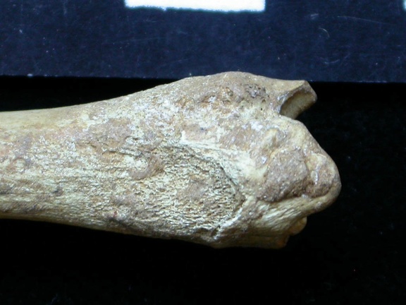 Tibia: parte distal (6781 visitas) Vulpes vulpes - Joven adulto - Elemento derechoColección : Maison Méditerranéenne des Sciences d... Tibia: parte distal