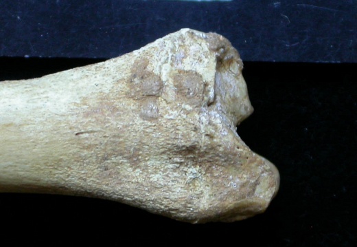 Tibia: parte distal (6419 visitas) Vulpes vulpes - Joven adulto - Elemento derechoColección : Maison Méditerranéenne des Sciences d... Tibia: parte distal
