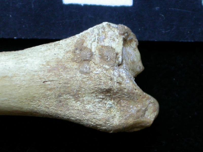 Tibia : partie distale (6424 visites) Vulpes vulpes - Jeune adulte - Élément droitCollection : Maison Méditerranéenne des Sciences de ... Tibia : partie distale