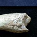 Tibia : partie distale (6536 visites) Vulpes vulpes - Jeune adulte - Élément droitCollection : Maison Méditerranéenne des Sciences de ... Tibia : partie distale