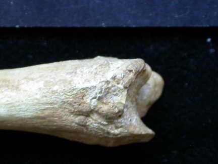 Tibia : partie distale (6433 visites) Vulpes vulpes - Jeune adulte - Élément droitCollection : Maison Méditerranéenne des Sciences de ... Tibia : partie distale