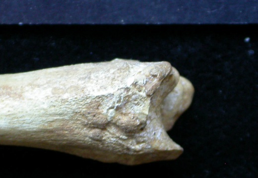 Tibia: parte distal (6407 visitas) Vulpes vulpes - Joven adulto - Elemento derechoColección : Maison Méditerranéenne des Sciences d... Tibia: parte distal