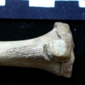 Tibia : partie proximale (6698 visites) Vulpes vulpes - Jeune adulte - Élément droitCollection : Maison Méditerranéenne des Sciences de ... Tibia : partie proximale