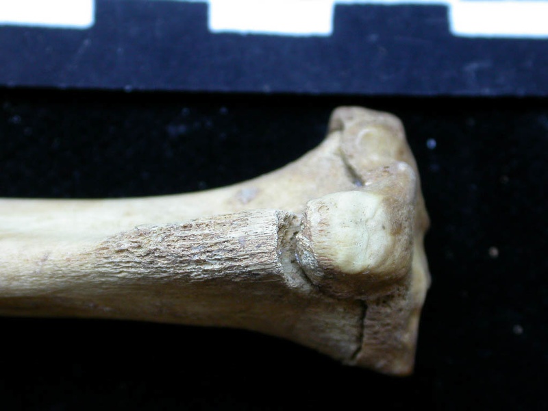 Tibia : partie proximale (6705 visites) Vulpes vulpes - Jeune adulte - Élément droitCollection : Maison Méditerranéenne des Sciences de ... Tibia : partie proximale
