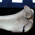 Tibia : partie proximale (6708 visites) Vulpes vulpes - Jeune adulte - Élément droitCollection : Maison Méditerranéenne des Sciences de ... Tibia : partie proximale