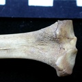 Tibia : partie proximale (6679 visites) Vulpes vulpes - Jeune adulte - Élément droitCollection : Maison Méditerranéenne des Sciences de ... Tibia : partie proximale