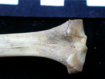 Tibia : partie proximale (6674 visites) Vulpes vulpes - Jeune adulte - Élément droitCollection : Maison Méditerranéenne des Sciences de ... Tibia : partie proximale