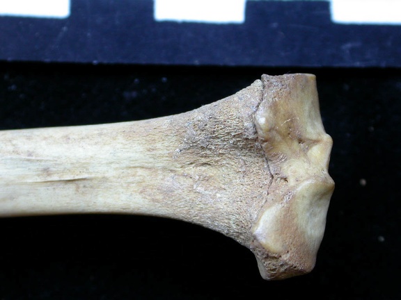 Tibia : partie proximale (6679 visites) Vulpes vulpes - Jeune adulte - Élément droitCollection : Maison Méditerranéenne des Sciences de ... Tibia : partie proximale