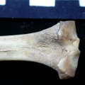Tibia : partie proximale (11686 visites) Vulpes vulpes - Jeune adulte - Élément droitCollection : Maison Méditerranéenne des Sciences de ... Tibia : partie proximale