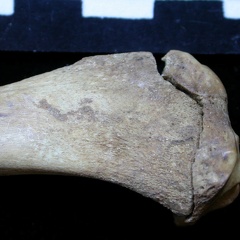 Tibia : partie proximale (6922 visites) Vulpes vulpes - Jeune adulte - Élément droitCollection : Maison Méditerranéenne des Sciences de ... Tibia : partie proximale