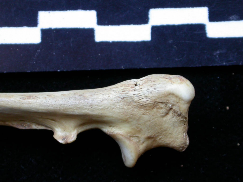 Ulna : partie proximale