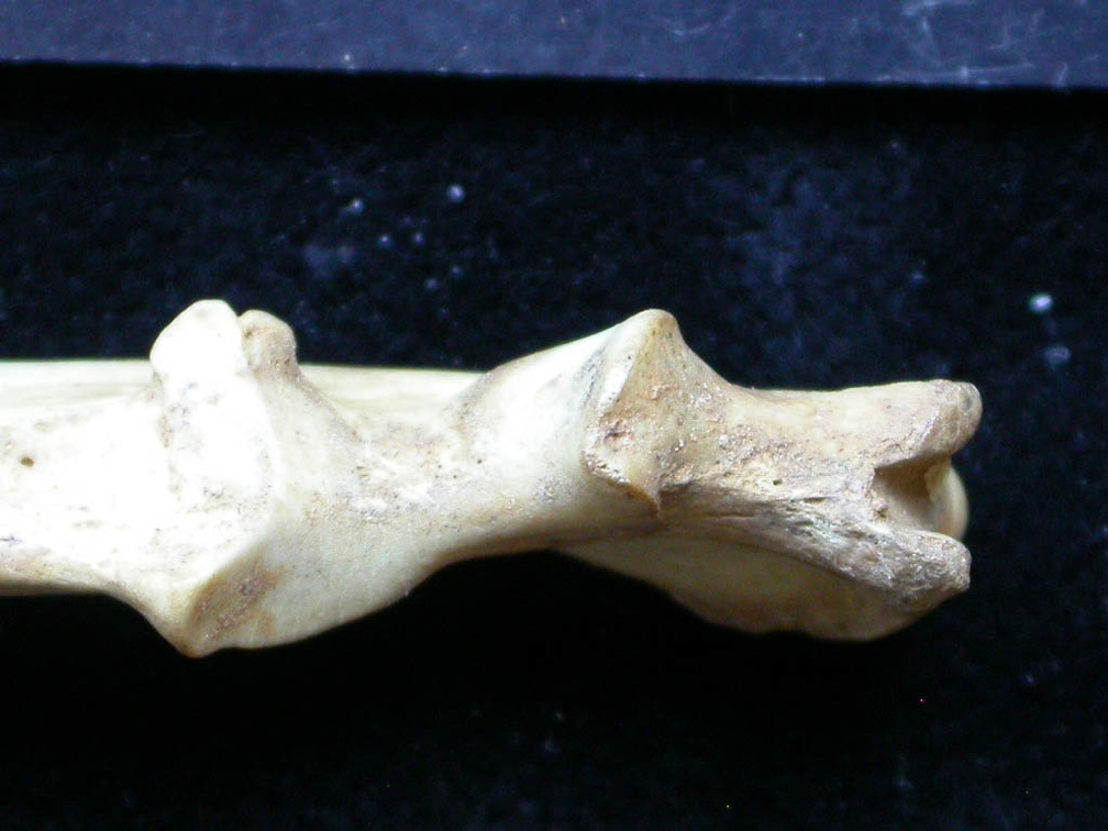 Ulna: proximale part (7652 visits) Vulpes vulpes - Young adult - Right elementCollection: Maison Méditerranéenne des Sciences de l'H... Ulna: proximale part
