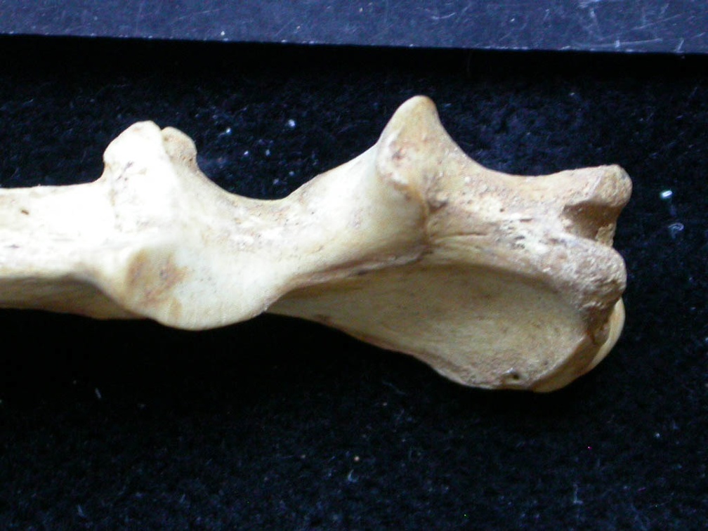 Ulna: proximale part (8004 visits) Vulpes vulpes - Young adult - Right elementCollection: Maison Méditerranéenne des Sciences de l'H... Ulna: proximale part