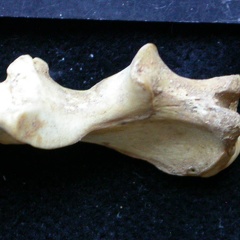 Ulna : partie proximale (8020 visites) Vulpes vulpes - Jeune adulte - Élément droitCollection : Maison Méditerranéenne des Sciences de ... Ulna : partie proximale