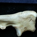 Ulna : partie proximale (8348 visites) Vulpes vulpes - Jeune adulte - Élément droitCollection : Maison Méditerranéenne des Sciences de ... Ulna : partie proximale