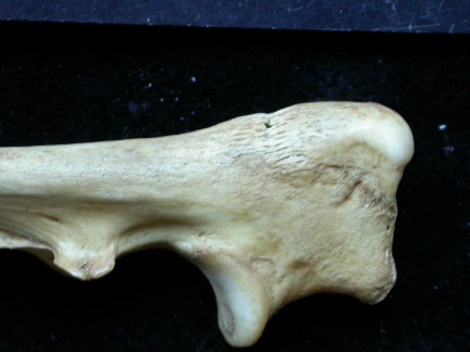 Ulna : partie proximale (8353 visites) Vulpes vulpes - Jeune adulte - Élément droitCollection : Maison Méditerranéenne des Sciences de ... Ulna : partie proximale