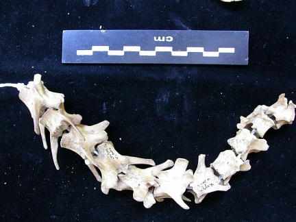 Vertèbres (13974 visites) Vulpes vulpes - Jeune adulteCollection : Maison Méditerranéenne des Sciences de l'Homme (MMSH) / B... Vertèbres