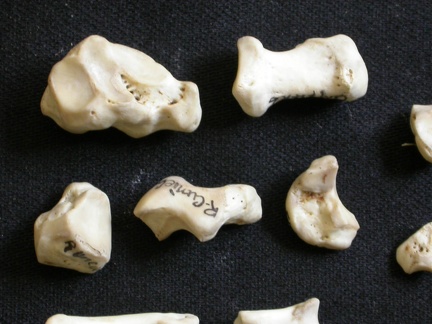 Carpe (22912 visites) Lycaon pictus - Mâle - Adulte - Éléments droitsCollection : Département d'Ostéologie du Musée ... Carpe