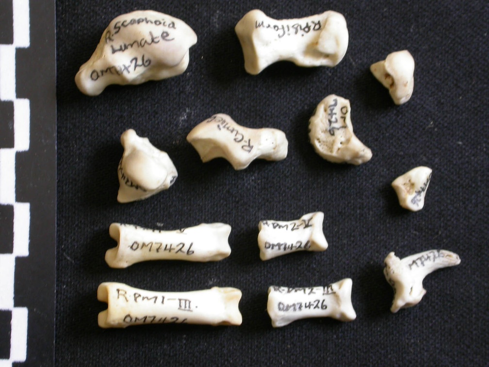 Carpe et phalanges (97742 visites) Lycaon pictus - Mâle - Adulte - Éléments droitsCollection : Département d'Ostéologie du Musée ... Carpe et phalanges