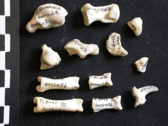 Carpe et phalanges (97797 visites) Lycaon pictus - Mâle - Adulte - Éléments droitsCollection : Département d'Ostéologie du Musée ... Carpe et phalanges