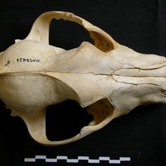Crâne : vue frontale (8391 visites) Lycaon pictus - Mâle - AdulteCollection : Département d'Ostéologie du Musée National du Kenya, N... Crâne : vue frontale