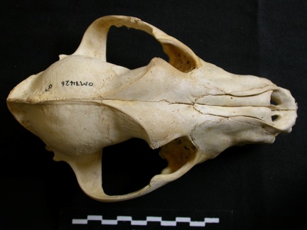 Skull: frontal sight (8393 visits) Lycaon pictus - Male - AdultCollection: Department d'Osteology of National Museum of Kenya, Nairobi... Skull: frontal sight