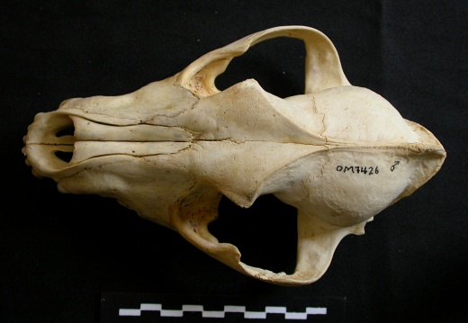 Crâne : vue frontale (8689 visites) Lycaon pictus - Mâle - AdulteCollection : Département d'Ostéologie du Musée National du Kenya, N... Crâne : vue frontale