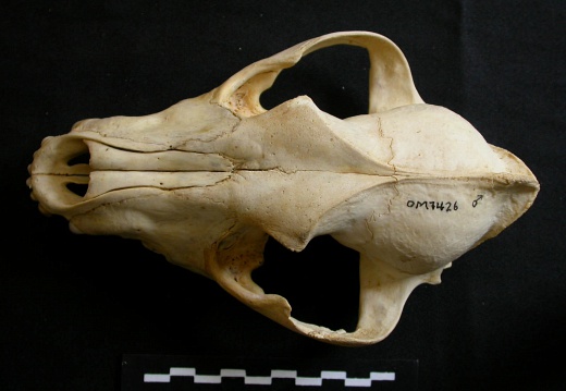 Skull: frontal sight