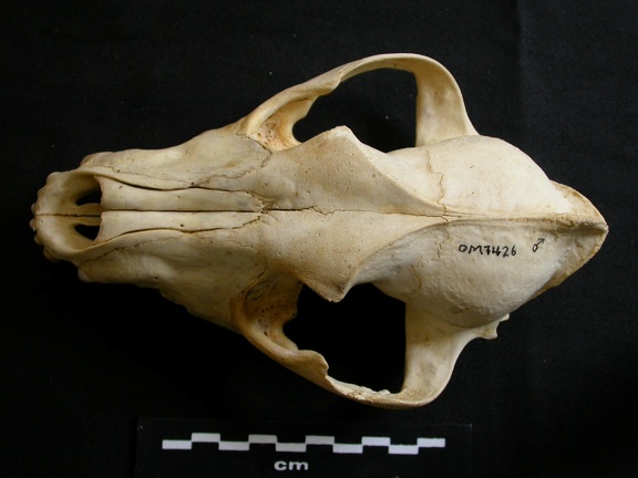 Crâne : vue frontale (8805 visites) Lycaon pictus - Mâle - AdulteCollection : Département d'Ostéologie du Musée National du Kenya, N... Crâne : vue frontale