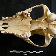 Crâne : vue ventrale (7982 visites) Lycaon pictus - Mâle - AdulteCollection : Département d'Ostéologie du Musée National du Kenya, N... Crâne : vue ventrale