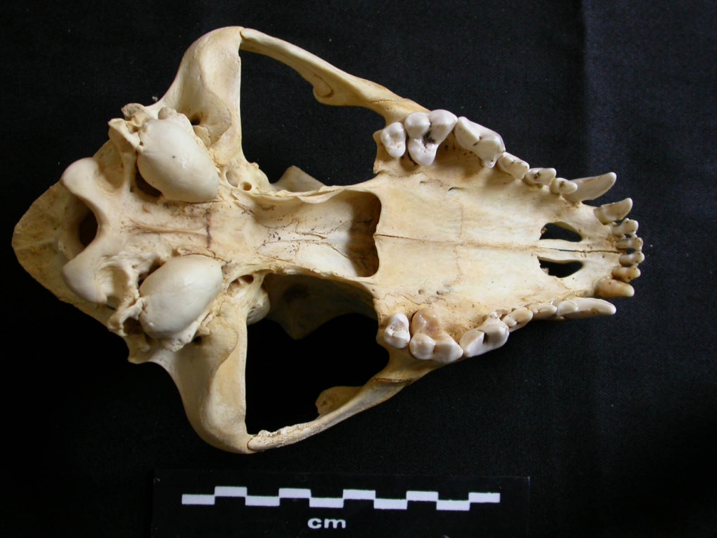 Crâne : vue ventrale