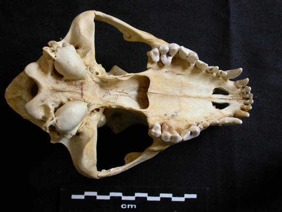 Crâne : vue ventrale