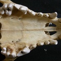 Crâne : maxillaires et os incisif (6974 visites) Lycaon pictus - Mâle - AdulteCollection : Département d'Ostéologie du Musée National du Kenya, N... Crâne : maxillaires et os incisif