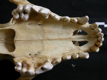 Skull: jawbones and incisive bone (6735 visits) Lycaon pictus - Male - AdultCollection: Department d'Osteology of National Museum of Kenya, Nairobi... Skull: jawbones and incisive bone