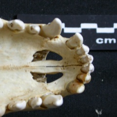 Crâne : os incisif (6263 visites) Lycaon pictus - Mâle - AdulteCollection : Département d'Ostéologie du Musée National du Kenya, N... Crâne : os incisif
