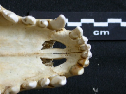 Crâne : os incisif (6260 visites) Lycaon pictus - Mâle - AdulteCollection : Département d'Ostéologie du Musée National du Kenya, N... Crâne : os incisif