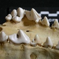Dentition supérieure (6487 visites) Lycaon pictus - Mâle - AdulteCollection : Département d'Ostéologie du Musée National du Kenya, N... Dentition supérieure