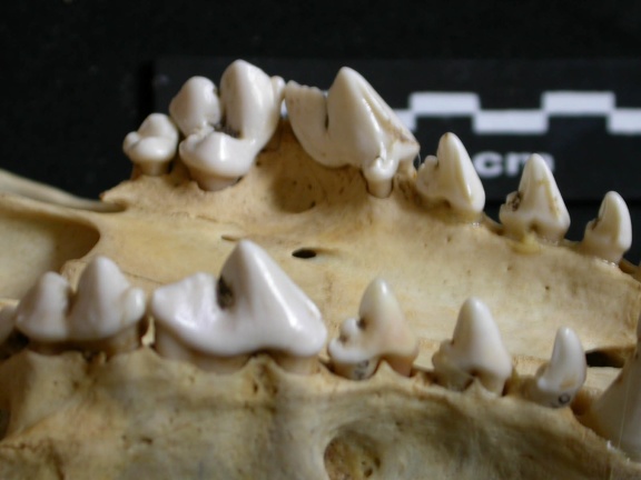 Dentition supérieure (6732 visites) Lycaon pictus - Mâle - AdulteCollection : Département d'Ostéologie du Musée National du Kenya, N... Dentition supérieure