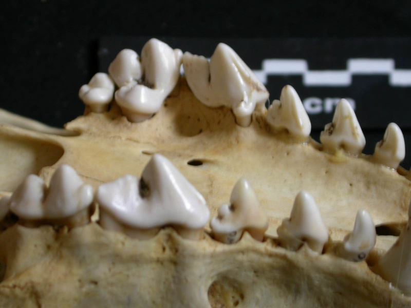 Dentition supérieure (6488 visites) Lycaon pictus - Mâle - AdulteCollection : Département d'Ostéologie du Musée National du Kenya, N... Dentition supérieure