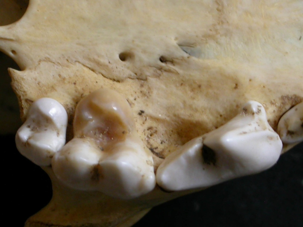Dentition supérieure (6264 visites) Lycaon pictus - Mâle - AdulteCollection : Département d'Ostéologie du Musée National du Kenya, N... Dentition supérieure