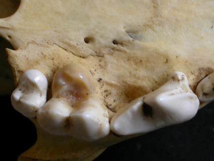 Higher teeth (6254 visits) Lycaon pictus - Male - AdultCollection: Department d'Osteology of National Museum of Kenya, Nairobi... Higher teeth