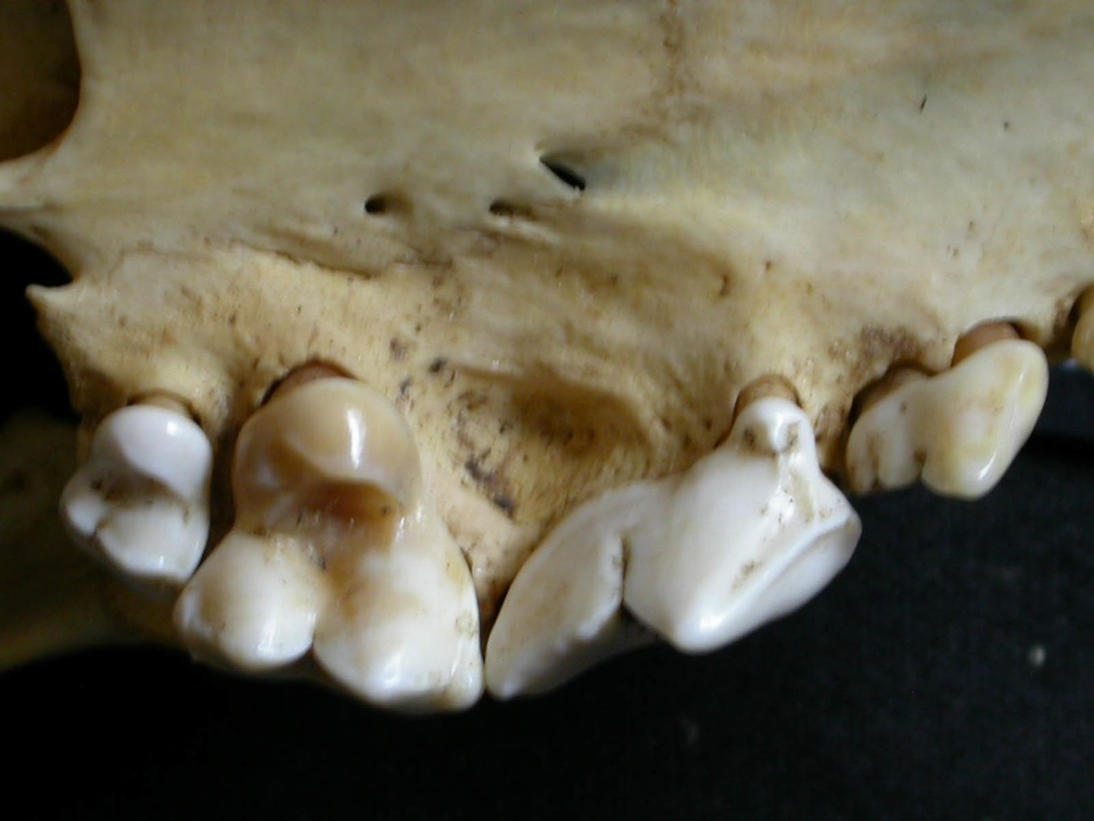 Dentition supérieure (6235 visites) Lycaon pictus - Mâle - AdulteCollection : Département d'Ostéologie du Musée National du Kenya, N... Dentition supérieure