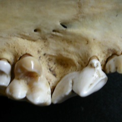 Dentition supérieure (6236 visites) Lycaon pictus - Mâle - AdulteCollection : Département d'Ostéologie du Musée National du Kenya, N... Dentition supérieure