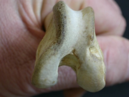 Femur: distal part (5880 visits) Lycaon pictus - Male - Adult - Left elementCollection: Department d'Osteology of National Museum of... Femur: distal part