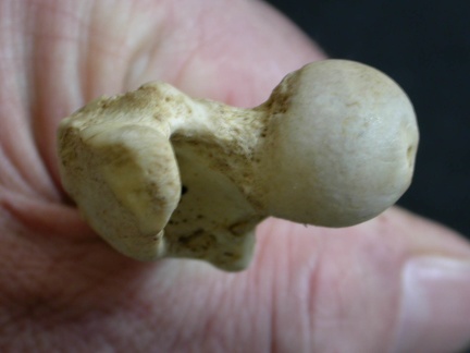 Femur: proximale part (5864 visits) Lycaon pictus - Male - Adult - Left elementCollection: Department d'Osteology of National Museum of... Femur: proximale part