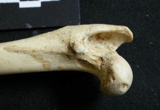 Femur: proximale part