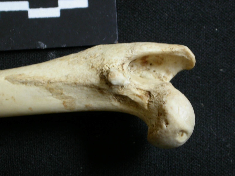 Femur: proximale part