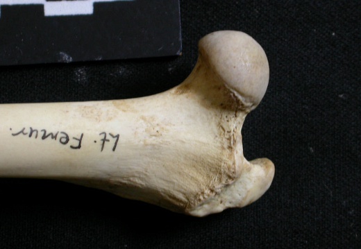 Femur: proximale part (6205 visits) Lycaon pictus - Male - Adult - Left elementCollection: Department d'Osteology of National Museum of... Femur: proximale part