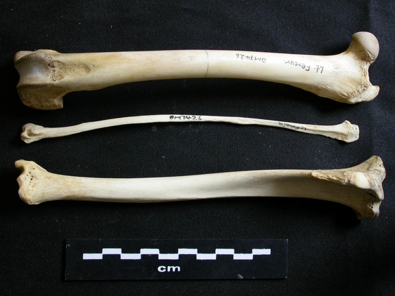 Fémur, tibia et fibula (11178 visites) Lycaon pictus - Mâle - Adulte - Éléments gauchesCollection : Département d'Ostéologie du Musée... Fémur, tibia et fibula